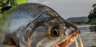 10 Most Dangerous Animals In The Amazon Rainforest