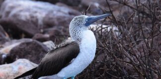 Blue-Footed Booby: A Unique Bird You Might Haver Never Heard Of