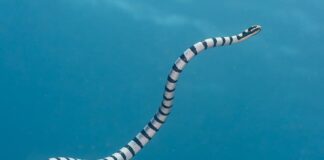 7 Dangerous Sea Snakes To Stay Away From