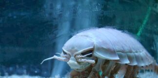 18 Deep Sea Creatures You Might Not Know