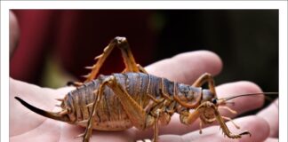 10 Biggest Animals That Are Larger Than Their Size