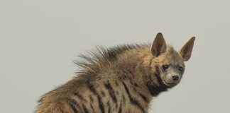 4 Dangerous Wild Dogs That You Should Stay Away From