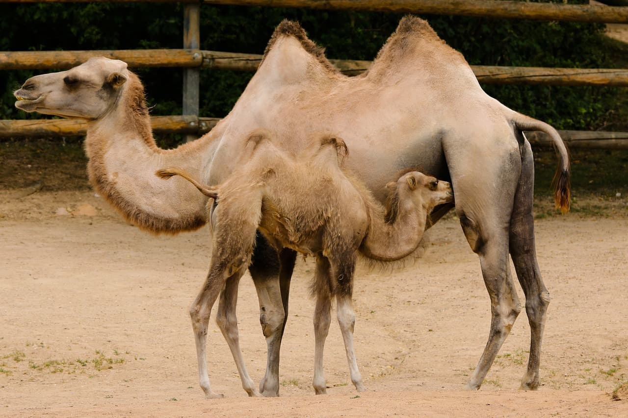 Camels