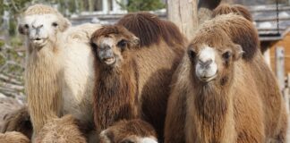 20 Interesting Facts About Camels That You Should Know About