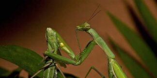 7 Headless Animals That Continue To Live