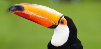 5 Fascinating Birds With Large Bills You Should See