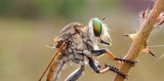 Animal Mimicry: 6 Animals That Try To Look Like The Others