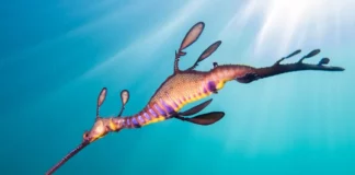 21 Colorful Animals That Are So Beautiful