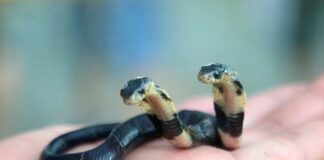 Polycephaly: 10 Double-Headed Animals To See