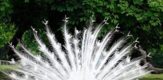 21 Animals with Rare Colors that You Don’t Know Exist