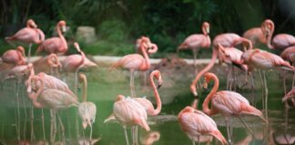 10 Cool Facts About Flamingo That You Should Know About