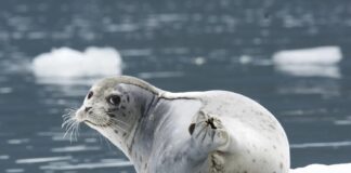 13 Cool Animals With Third Eyelid You Should Know