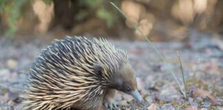 Monotreme: 2 Rare Mammals That Lay Eggs Instead Of Giving Birth To Live Young