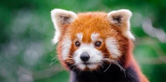 20 Endangered Animals In The World