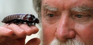 4 Largest Cockroach Species That You Might Want To See