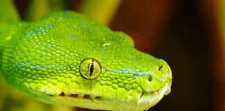 12 Animals With Beautiful Eyes