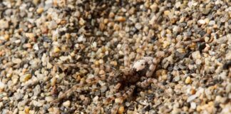 22 Animals That Can Camouflage Perfectly