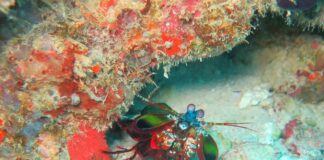 Mantis Shrimp: The Crustacean With A Powerful Punch