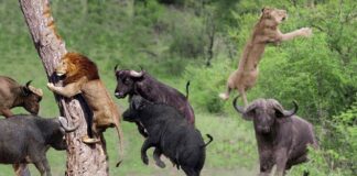 11 Most Dangerous Animals in the World