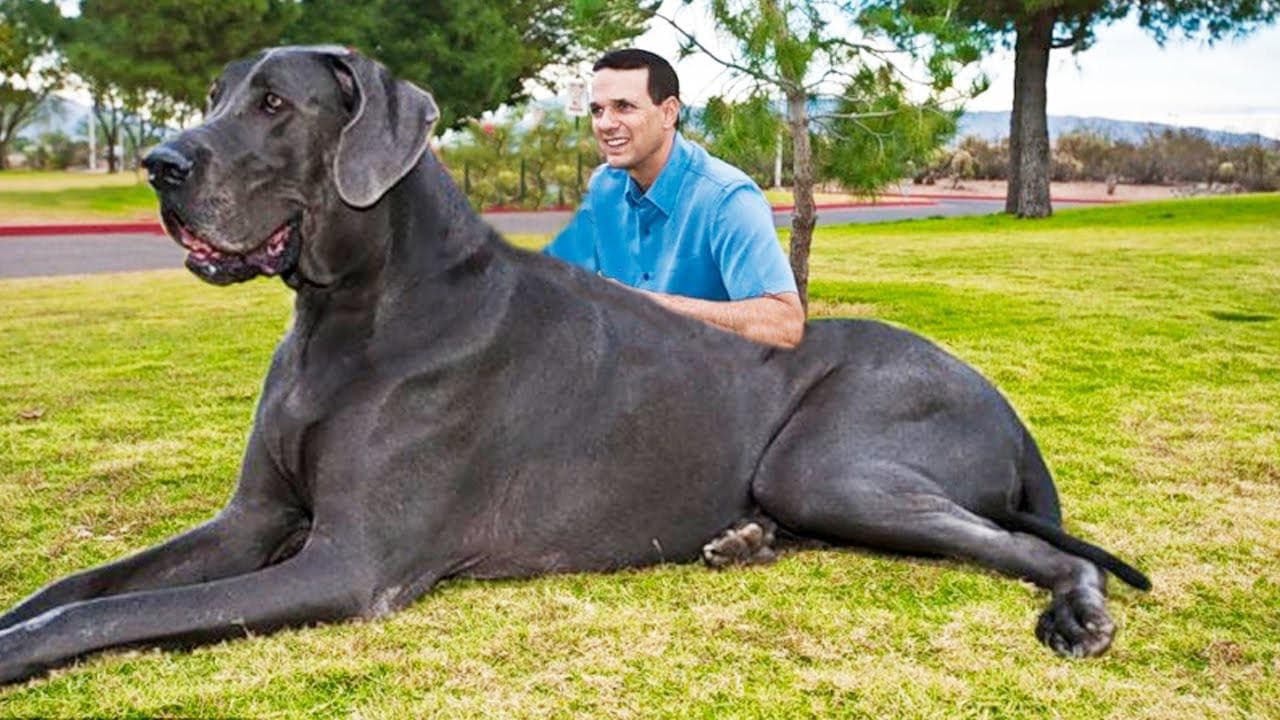 biggest animals