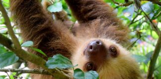 10 Slowest Animals In The World