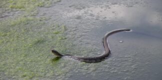 5 Basics Facts About Water Snakes Out There