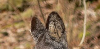 Bizarre Creatures: 20 Animals With Scary Appearances