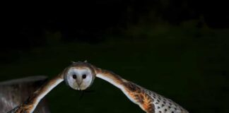 Night Vision: 14 Nocturnal Birds That Can See At Night