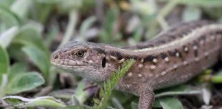 Parthenogenesis: 6 Females That Don’t Need Males For Reproduction