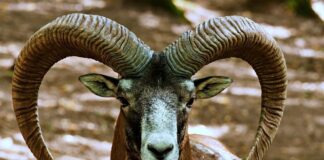 22 Animals With Incredible Horns That You Should See