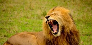 13 Loudest Animals In The World