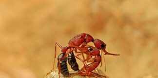 10 Deadliest Insects In The World That Can Kill You