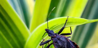 Disease Vectors: 7 Animals That Transmit Infection Diseases