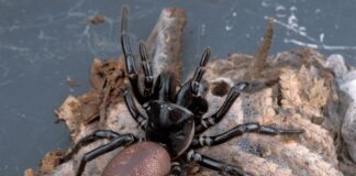 10 Most Dangerous Animals In Australia