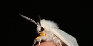 Peculiar Appearance: 11 Strange Looking Animals To See