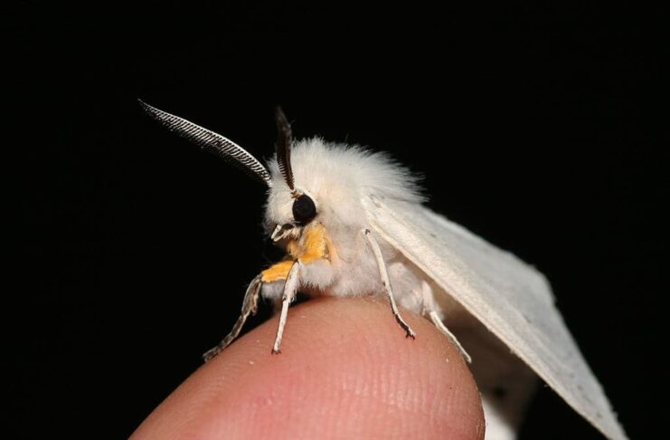 Peculiar Appearance: 11 Strange Looking Animals To See