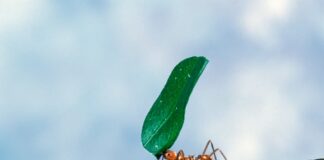 14 Strongest Animals In The World Based On Their Weight & Strength