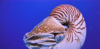 7 Prehistoric Animals That Are Still Alive Today