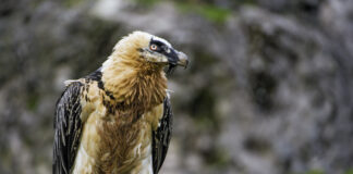 10 Most Dangerous Birds That Can Kill You