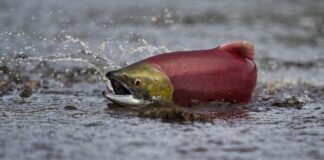 Euryhaline: 10 Fish That Can Live In Both Freshwater & Saltwater