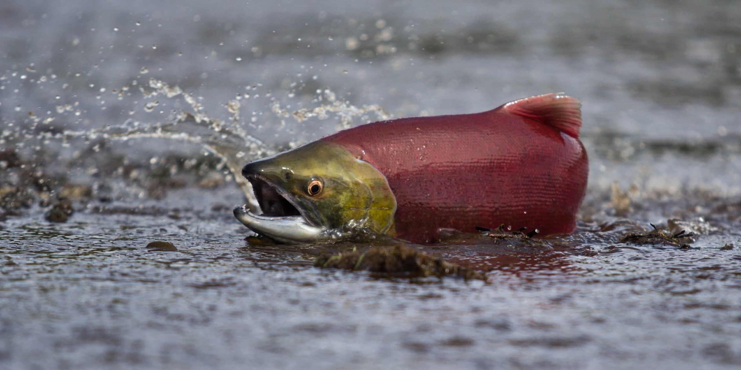 Кровь рыб в питании. Salmon Spawn.