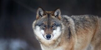 10 Dangerous Animals That People Keep As Pets Anyway