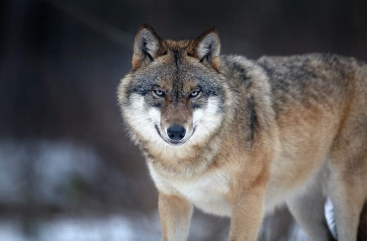10 Dangerous Animals That People Keep As Pets Anyway