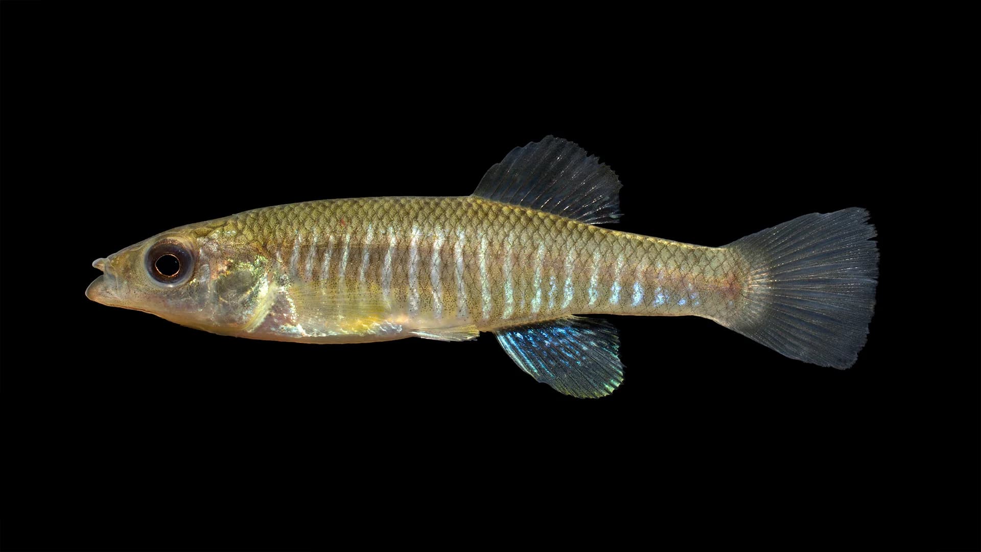 Euryhaline Fish