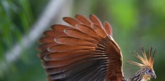 Stinky Creatures: 10 Smelliest Animals In The World