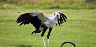 7 Animals That Are Immune To Snake Venom