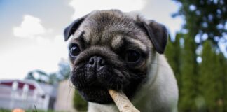 12 Common Food That Can Kill Your Dogs