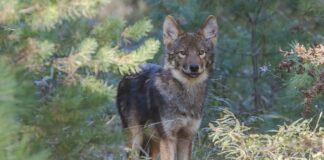 10 Dangerous Pets Who Killed Their Owners (Some Even Ate Them)