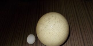 5 Animals With Largest Eggs In Each Species