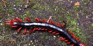10 Most Dangerous Centipedes You Should Stay Away From